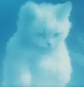 CCat