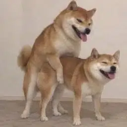 INu