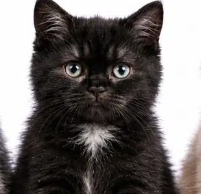 SXSICAT