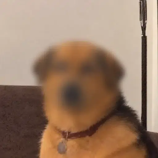 pDOG