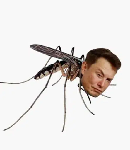 Muskito