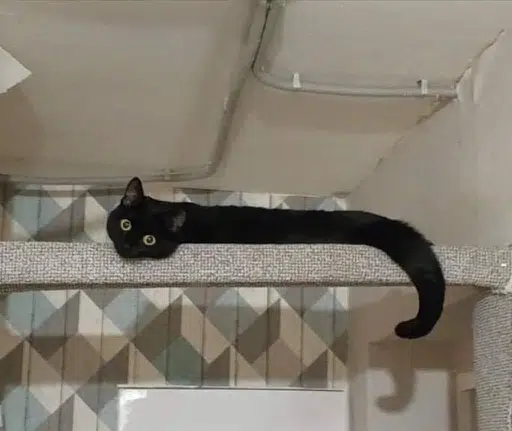 Wormcat