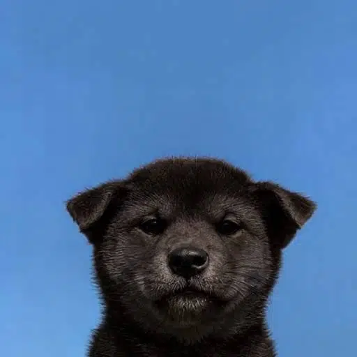 NiggerInu