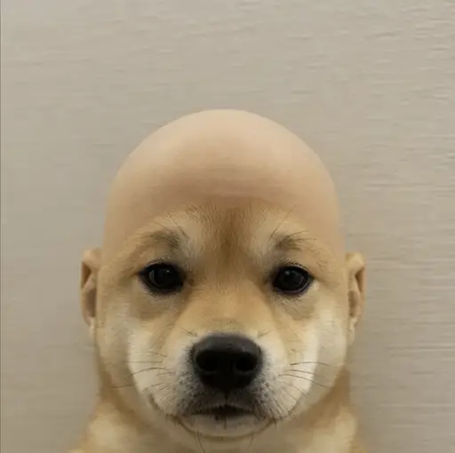 wifout