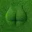 GRASS