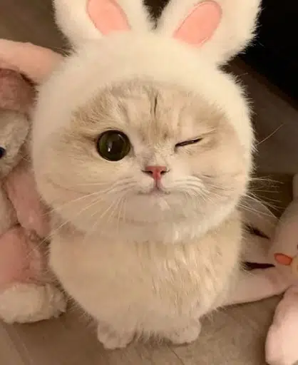 WINK