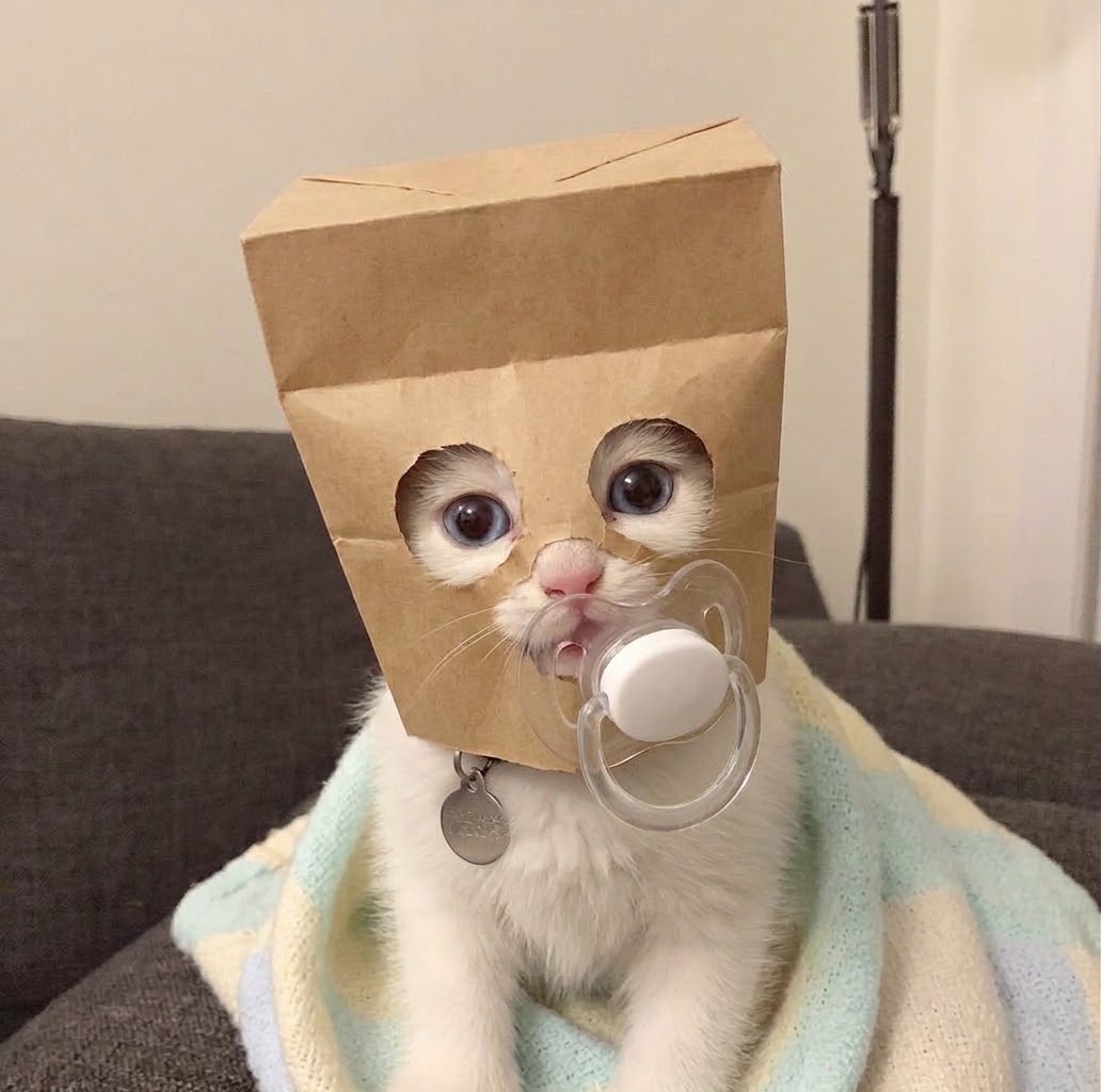 BABYZCAT