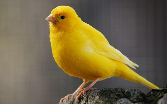 CANARY