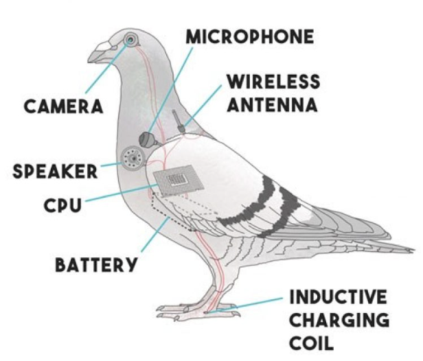 PIGEON