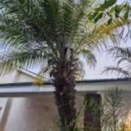 PALM