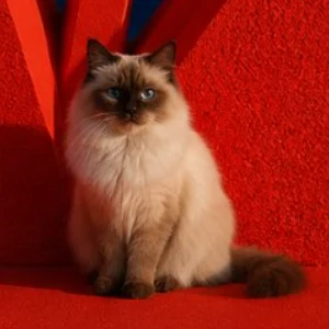 tcat