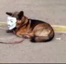 ADOG