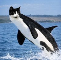ORCAT